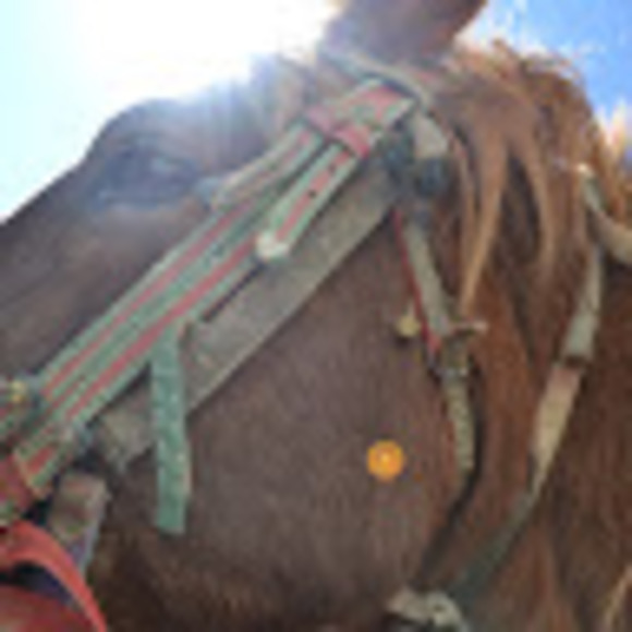 Meet your Posher, Olivia - Picture 1 of 1